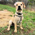 Load image into Gallery viewer, Archie Loves Mud Freedom No-Pull Dog Harness – EarthStyle
