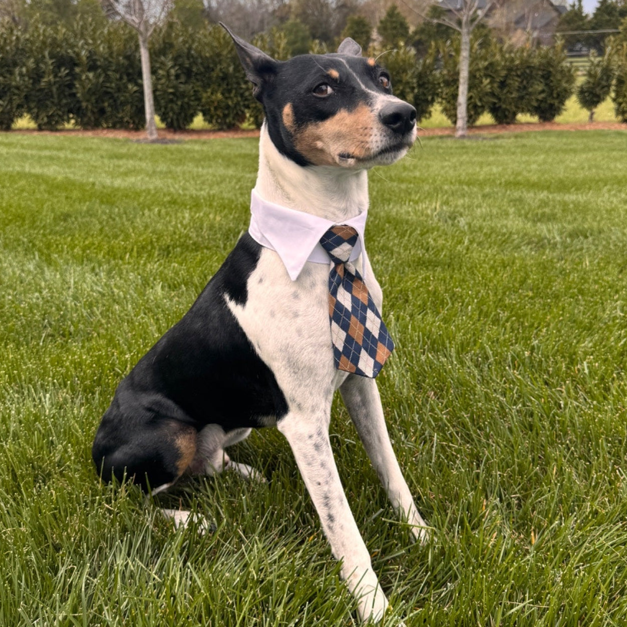 The Vineyard Tie Collection