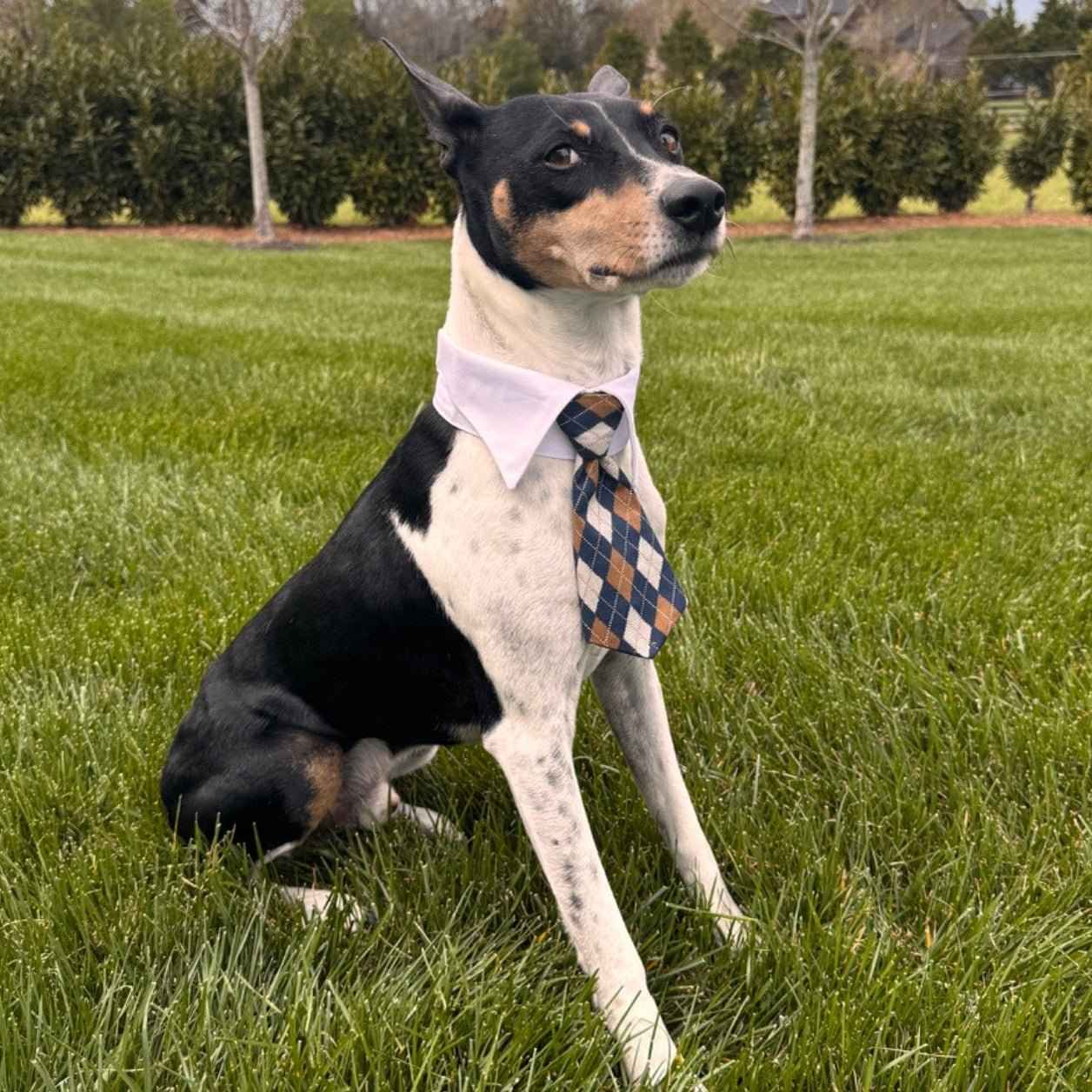 Vineyard Collar Tie