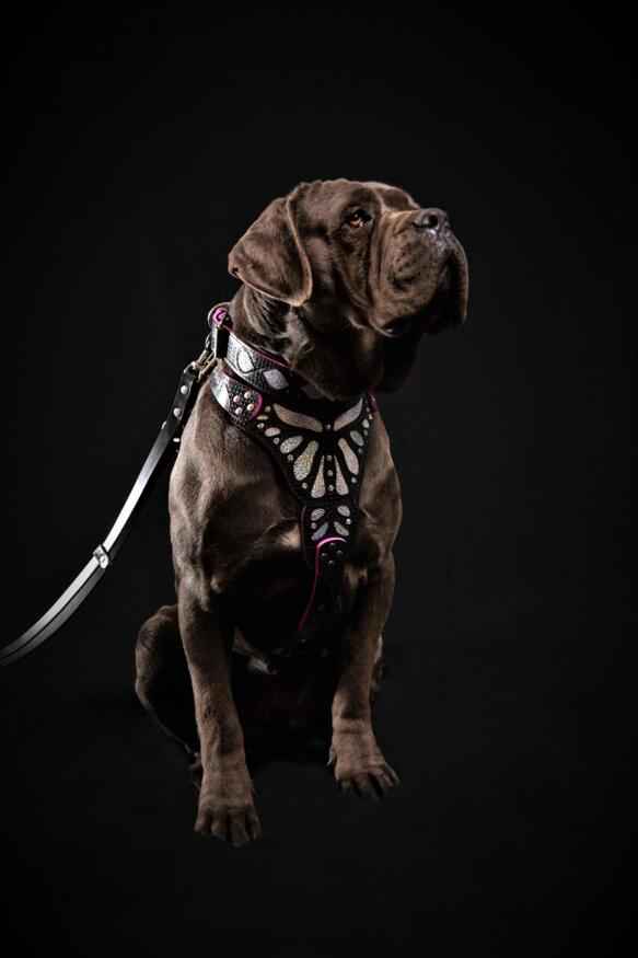 The ''Ariel'' harness