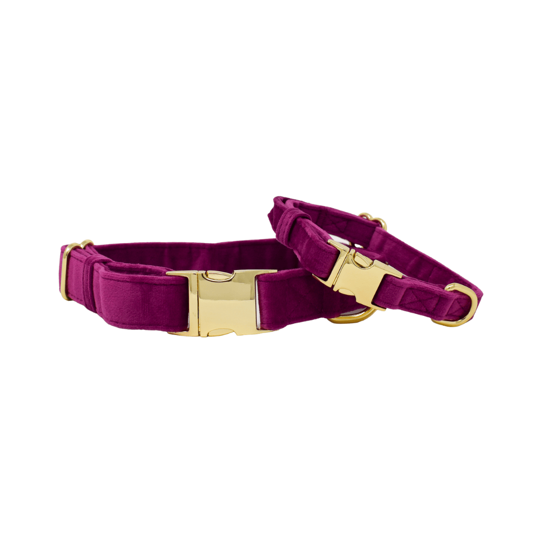 August Dog Collar
