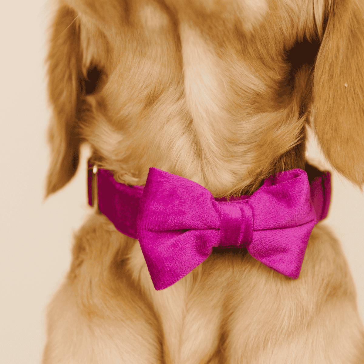August Dog Bow Tie