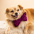 Load image into Gallery viewer, August Dog Babe Bow
