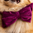 Load image into Gallery viewer, August Dog Babe Bow
