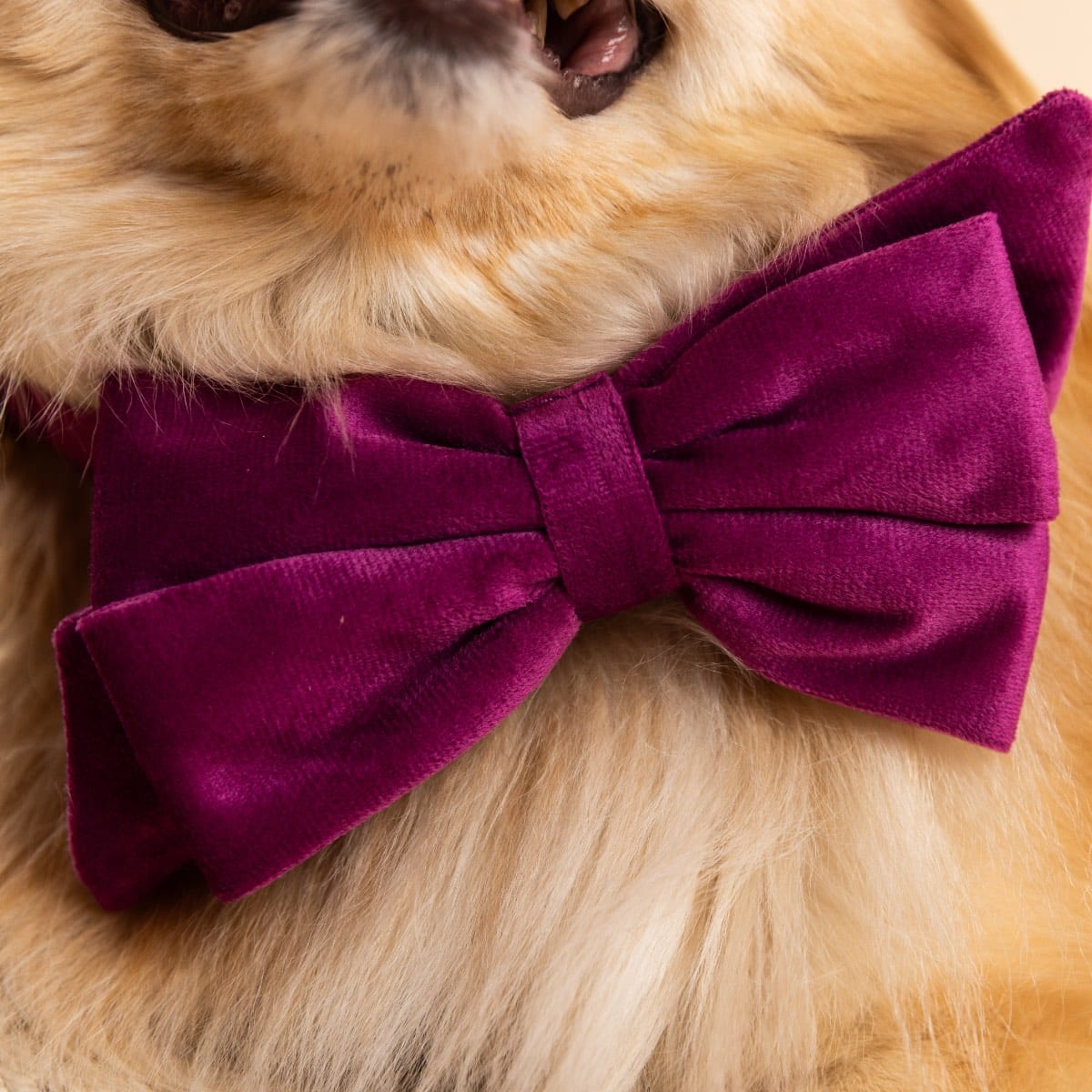 August Dog Babe Bow