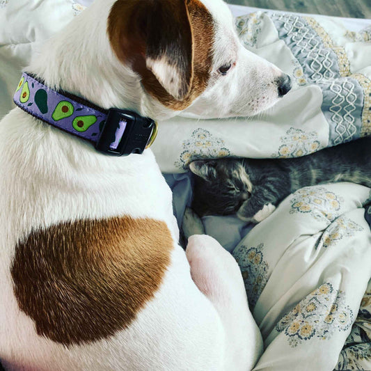 Up Country Avocado Cast Brass Dog Collar