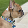 Load image into Gallery viewer, Avocado Dog Collar
