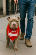 Load image into Gallery viewer, Red "Hello My Name Is" bandana on a dog, worn by a person walking on a city street. Trendy and comfortable design.
