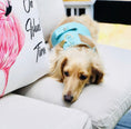 Load image into Gallery viewer, HARNESS - SUNSHINE BABE
