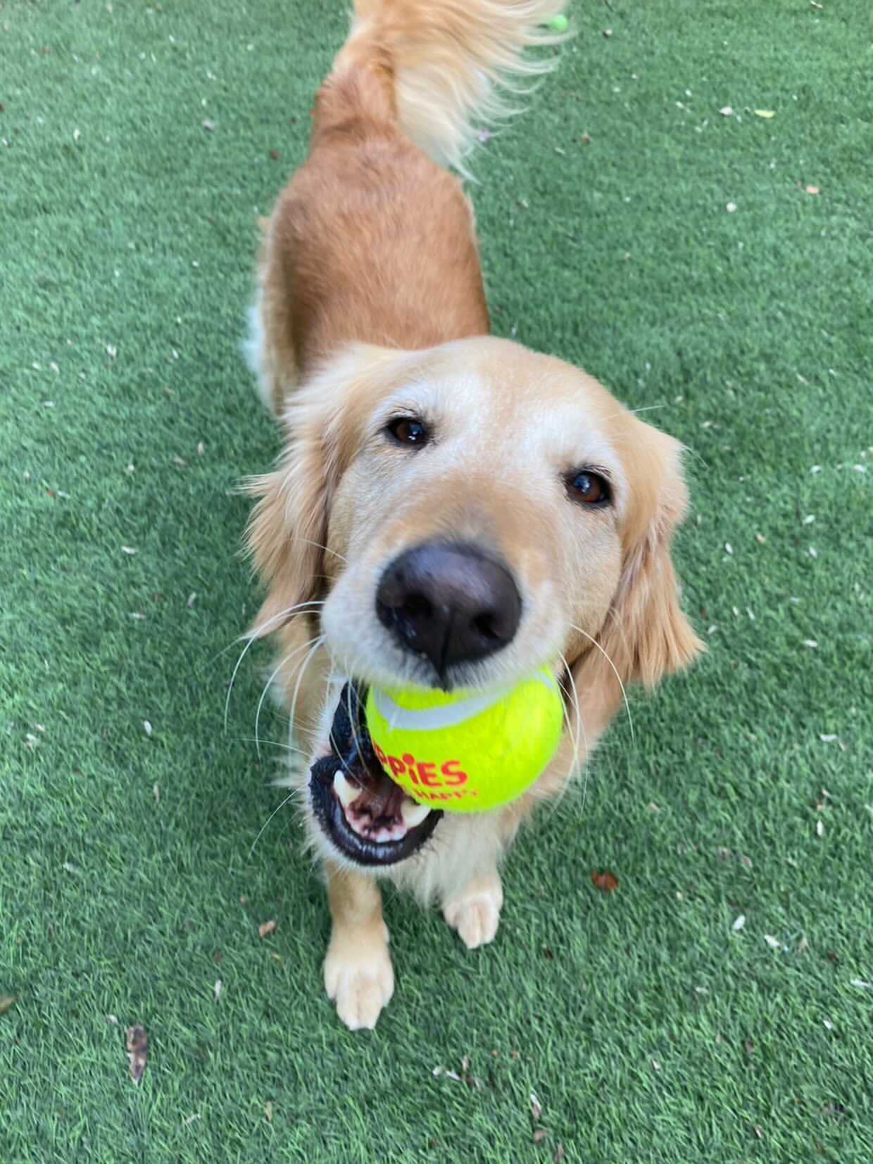 Happy Tennis Ball