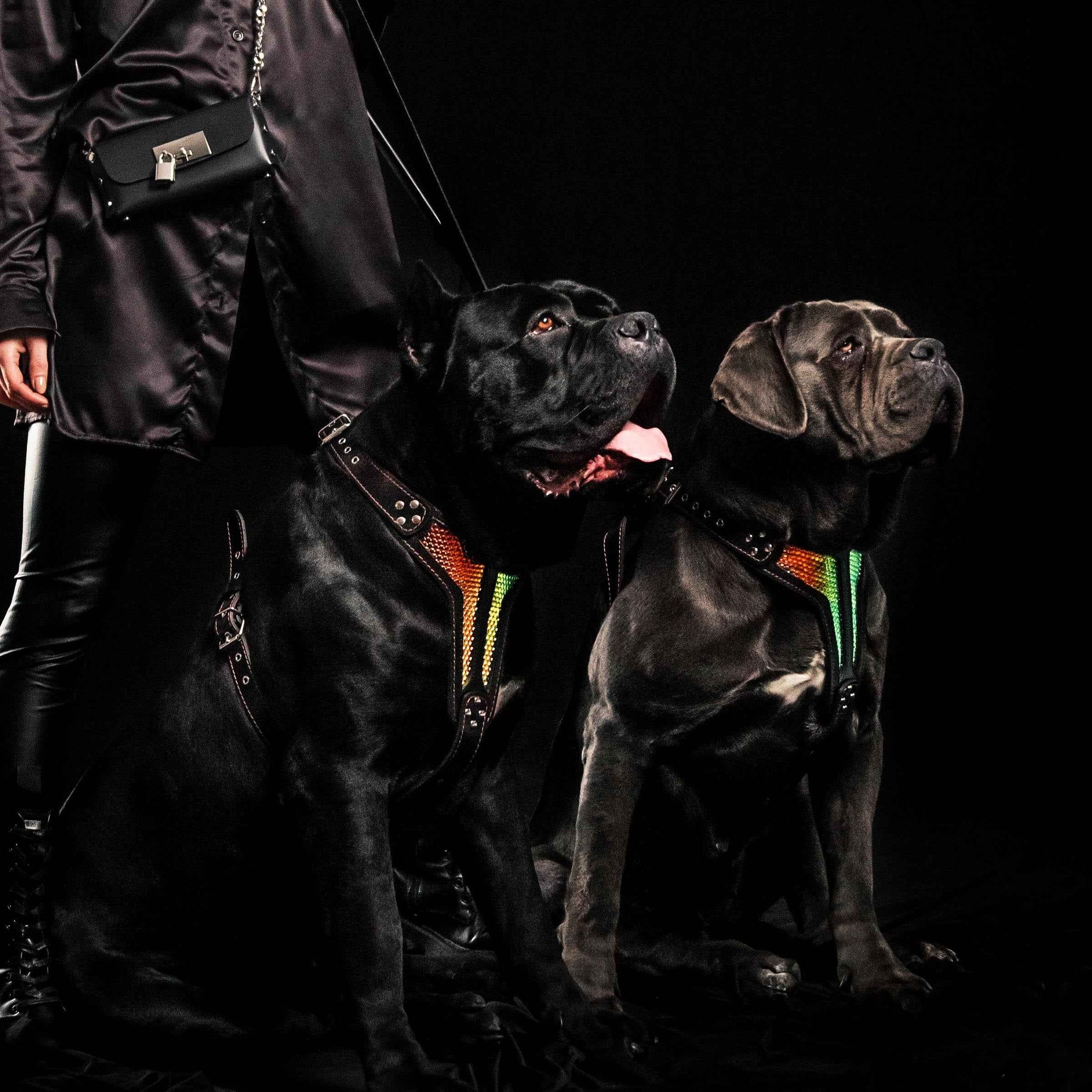 The ''D`Albertis'' harness LIMITED