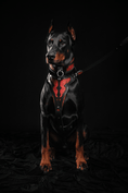 Load image into Gallery viewer, The ''Red Dragon'' harness
