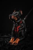 Load image into Gallery viewer, The ''Red Dragon'' leash
