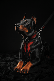 The ''Red Dragon'' collar 