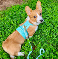 Load image into Gallery viewer, HARNESS - SUNSHINE BABE
