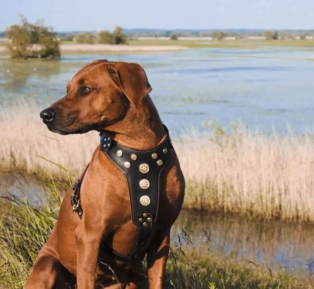 'Bijou'' harness Black & Orange for big dogs
