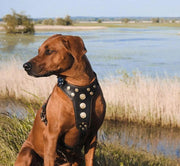 'Bijou'' harness Black & Orange for big dogs