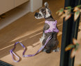 Load image into Gallery viewer, PADDED  ACTIVE  PET LEASH  - MINT GREEN
