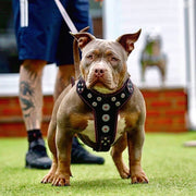 'Bijou'' harness Black & Pink for big dogs 