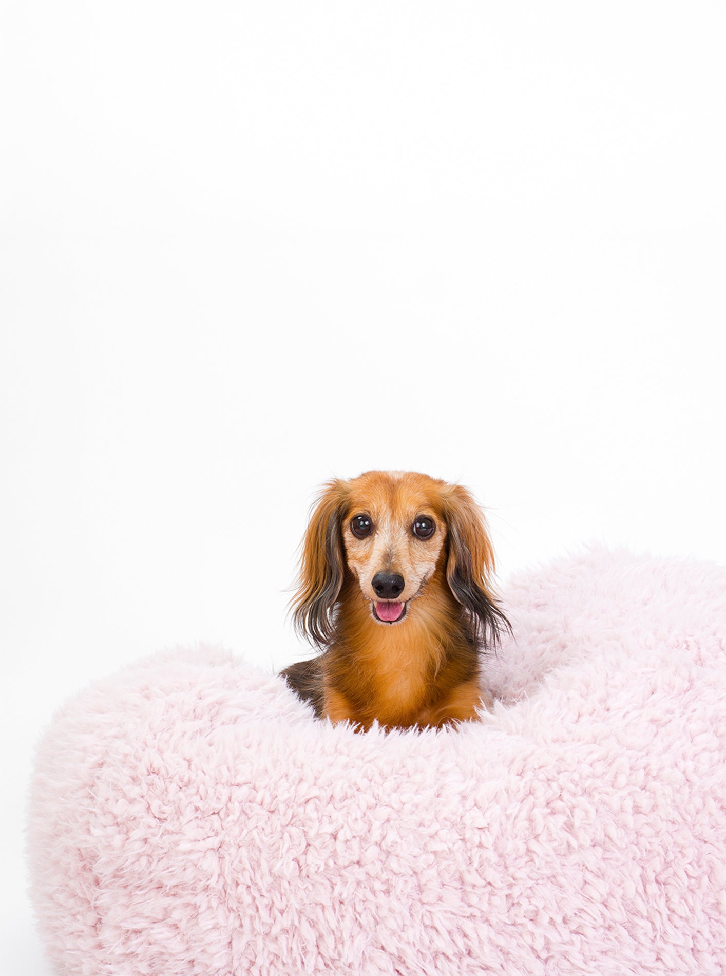 POD DOG BED - Southlake Paws