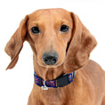Load image into Gallery viewer, Buffalo Bills Zubaz Collar
