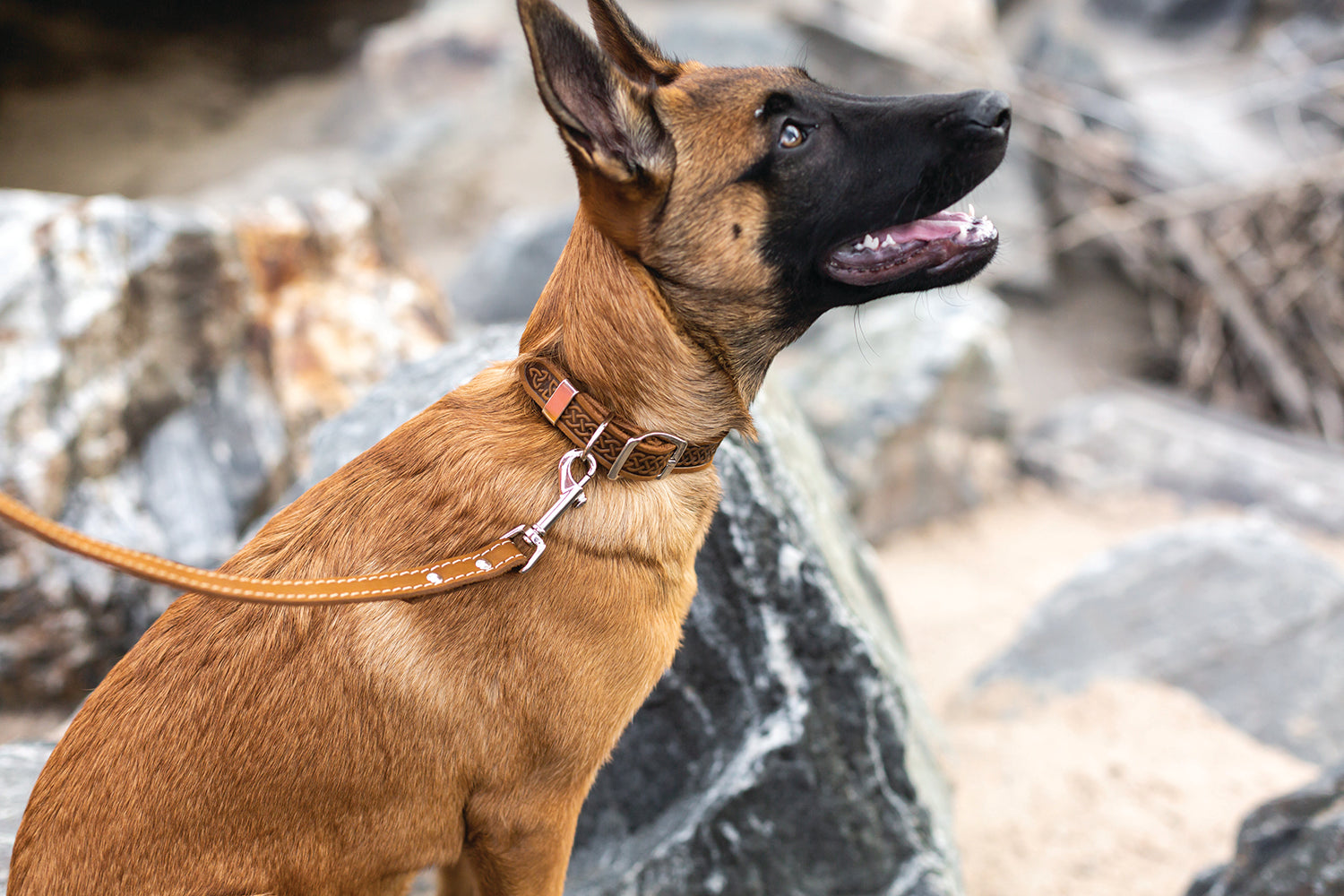Z Celtic Style Leather Dog Collar - image 2