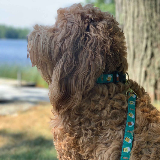 Up Country Beer Cast Brass Dog Collar