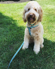 Bee Small Breed Dog Harness