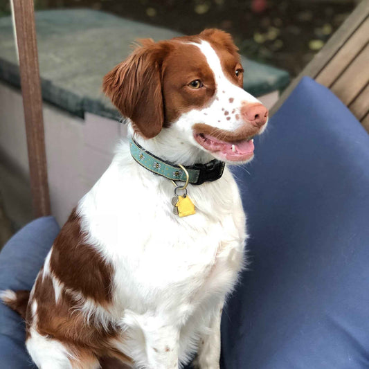 Up Country Bee Cast Brass Dog Collar