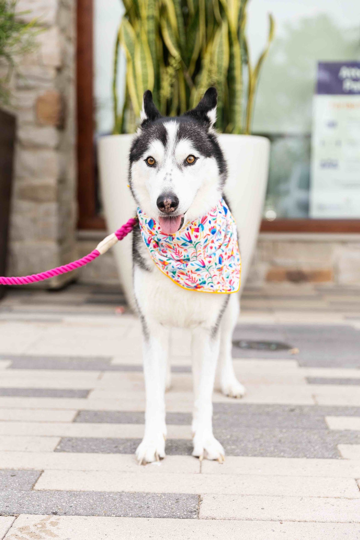 Yesenia Dog Bandana