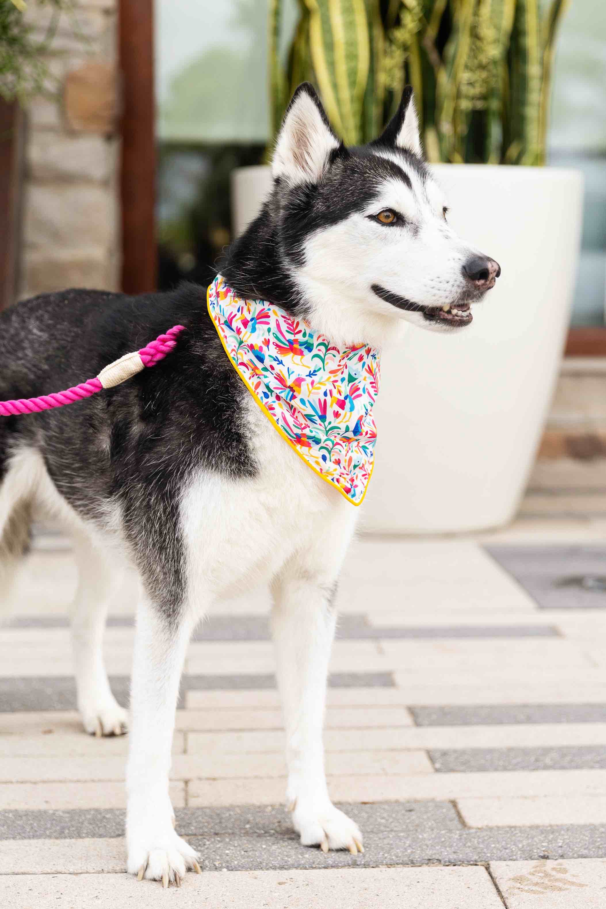 Yesenia Dog Bandana