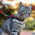 Load image into Gallery viewer, Best Cat Ever Cat Harness Set
