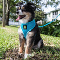 Load image into Gallery viewer, EcoBark Sky Blue Dog Harness - Over-the-Head Soft Mesh Dog Vest Halter for Small to Medium Dogs and Puppies
