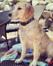 Big Bones Dog Collar