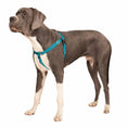 Load image into Gallery viewer, Teal Freedom No-Pull Dog Harness
