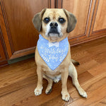 Birthday Boy!  White Stars on Blue Dog Bandana
