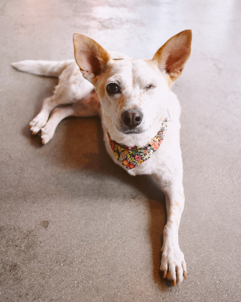 FLORAL BANDANA - Southlake Paws