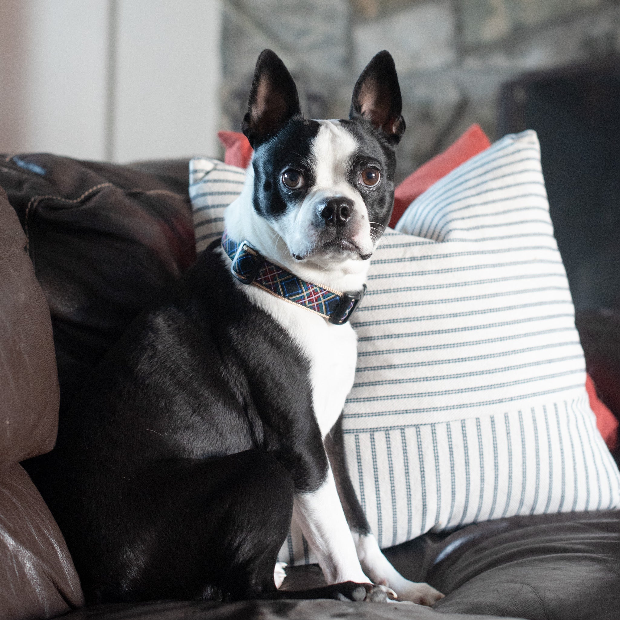 Black Tartan Dog Collar