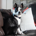 Black Tartan Dog Collar