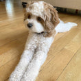 Load image into Gallery viewer, Black and White Dot Dog Collar
