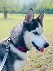 Black and Pink Dog Collar 