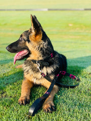 Black and Pink Dog Leashe 