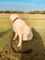 Black and Pink Dog Leashe 