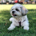 Load image into Gallery viewer, Black and White Dot Small Breed Dog Harness
