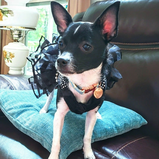 Bling Black Dog Party Dress - Southlake Paws