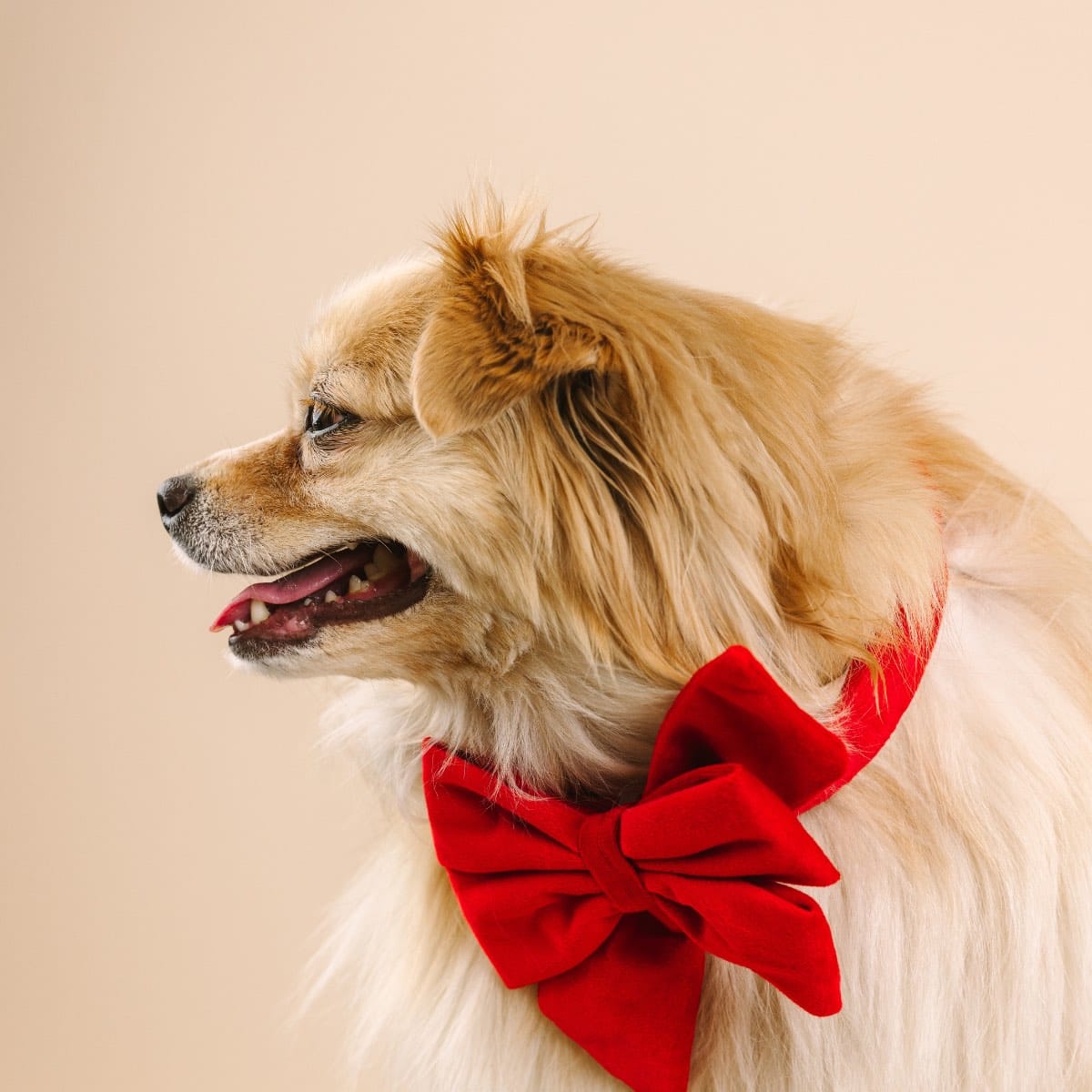 Blaze Dog Babe Bow