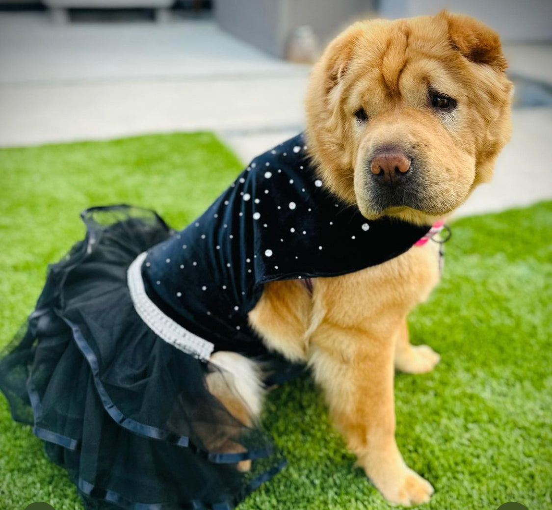 Bling Black Dog Party Dress - Southlake Paws