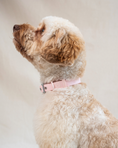 Load image into Gallery viewer, Wander! Waterproof Collar - Blossom
