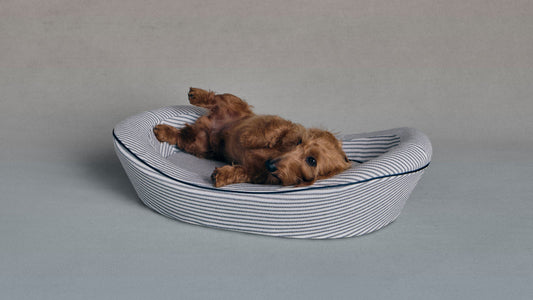 Timeless Dog Bed in Blue Blood Ticking with a playful dog lying on it, featuring a striped design and cozy shape.