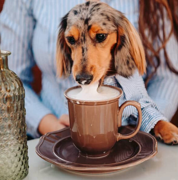 Stripe Long-Sleeve Button-Down Dog Dress Shirt - Southlake Paws